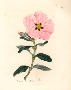 Roze bloeiende Kretenzische cistus, Cistus creticus, uit een botanische illustratie door James Sowerby uit William Woodville en Sir William Jackson Hooker
