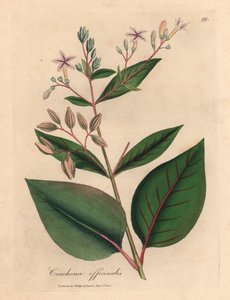 Roze bloemige Peruaanse bastboom, Cinchona officinalis, uit een botanische illustratie van James Sowerby uit William Woodville en Sir William Jackson Hooker