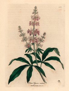 Roze bloeiende kuisboom, Vitex agnus castus, uit een botanische illustratie door James Sowerby uit William Woodville en Sir William Jackson Hooker