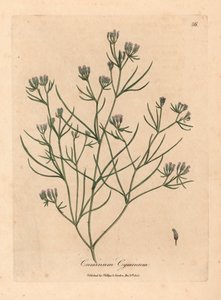 Roze bloemige komijn, Cuminum cyminum, uit een botanische illustratie van James Sowerby uit William Woodville en Sir William Jackson Hooker