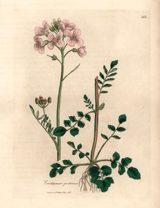 Roze bloemige pinksterbloem, Cardamine pratensis, uit een botanische illustratie van James Sowerby uit William Woodville en Sir William Jackson Hooker