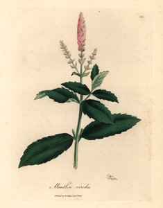 Roze bloeiende groene munt, Mentha viridis, uit een botanische illustratie van James Sowerby uit William Woodville en Sir William Jackson Hooker