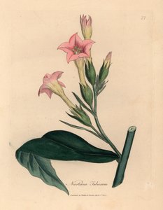 Roze bloeiende tabaksplant, Nicotiana tabacum, uit een botanische illustratie door James Sowerby uit William Woodville en Sir William Jackson Hooker