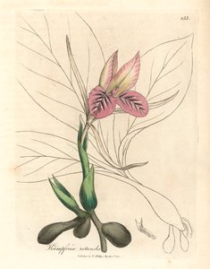 Roze bloeiende zedoary, Kaempferia rotunda, uit een botanische illustratie door James Sowerby uit William Woodville en Sir William Jackson Hooker