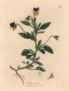 Paarse en gele viooltjes, Viola tricolor, uit een botanische illustratie door James Sowerby uit William Woodville en Sir William Jackson Hooker