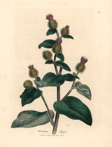Paarse bloeiende klis, Arctium lappa, uit een botanische illustratie door James Sowerby uit William Woodville en Sir William Jackson Hooker