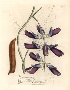 Paarse bloeiende cowhage dolichos, Dolichos pruriens, uit een botanische illustratie door James Sowerby uit William Woodville en Sir William Jackson Hooker