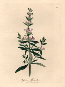 Paars bloeiende hysop, Hyssopus officinalis, uit een botanische illustratie door James Sowerby uit William Woodville en Sir William Jackson Hooker