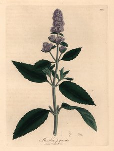 Paarse bloeiende pepermunt, Mentha piperita, uit een botanische illustratie van James Sowerby uit William Woodville en Sir William Jackson Hooker