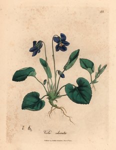 Paars bloeiende geurige viooltje, Viola odorata, uit een botanische illustratie door James Sowerby uit William Woodville en Sir William Jackson Hooker