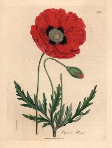 Rode klaproos, Papaver rhoeas, uit een botanische illustratie van James Sowerby uit William Woodville en Sir William Jackson Hooker