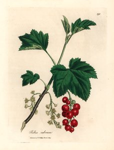 Rode bes, Ribes rubrum, uit een botanische illustratie van James Sowerby uit William Woodville en Sir William Jackson Hooker