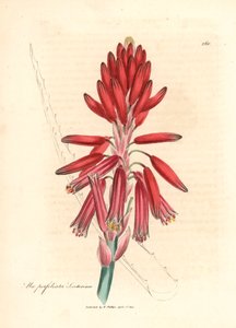 Socotorine aloë, Aloe perfoliata socotorina, uit een botanische illustratie door James Sowerby uit William Woodville en Sir William Jackson Hooker