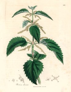 Brandnetel, Urtica dioica, uit een botanische illustratie door James Sowerby uit William Woodville en Sir William Jackson Hooker