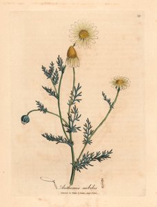Wit en geel bloeiende kamille, Anthemis nobilis, uit een botanische illustratie door James Sowerby uit William Woodville en Sir William Jackson Hooker