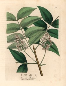 Witbloeiende mahoniebomen, Swietenia mahogani, uit een botanische illustratie van James Sowerby uit William Woodville en Sir William Jackson Hooker