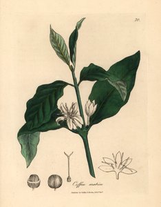 Witte bloem, bladeren en boon van de koffieplant, Coffea arabica, uit een botanische illustratie door James Sowerby uit William Woodville en Sir William Jackson Hooker