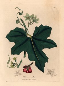 Witbloeiende bryonie, Bryonia alba, uit een botanische illustratie door James Sowerby uit William Woodville en Sir William Jackson Hooker