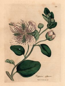 Wit bloeiende kappertjesstruik, Capparis spinosa, uit een botanische illustratie door James Sowerby uit William Woodville en Sir William Jackson Hooker