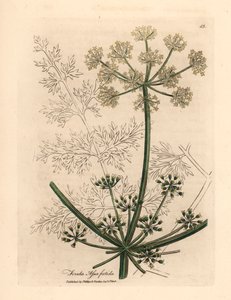 Witte bloeiende gigantische venkel of asafetida, Ferula assafoetida, uit een botanische illustratie door James Sowerby uit William Woodville en Sir William Jackson Hooker