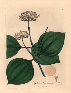 Witbloeiende gifnoot, Strychnos nux vomica, uit een botanische illustratie door James Sowerby uit William Woodville en Sir William Jackson Hooker