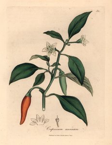 Witbloemige, scharlakenrode guinese peper, Capsicum annuum, uit een botanische illustratie van James Sowerby uit William Woodville en Sir William Jackson Hooker