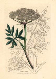 Witte bloeiende waterscheerling, Cicuta virosa, uit een botanische illustratie door James Sowerby uit William Woodville en Sir William Jackson Hooker