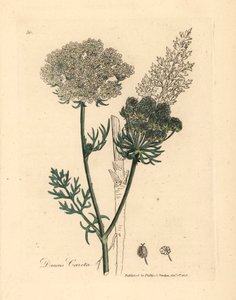 Witbloemige wilde wortelplant, Daucus carota, uit een botanische illustratie van James Sowerby uit William Woodville en Sir William Jackson Hooker