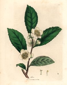 Witte bloemen en groene theebladeren, Thea bohea, Camellia sinensis, uit een botanische illustratie door James Sowerby uit William Woodville en Sir William Jackson Hooker