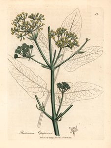 Gele bloeiende opopanax of ruwe pastinaak, Pastinaca opopanax, uit een botanische illustratie van James Sowerby uit William Woodville en Sir William Jackson Hooker