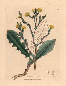 Gele bloeiende wilde sla, Lactuca virosa, uit een botanische illustratie van James Sowerby uit William Woodville en Sir William Jackson Hooker