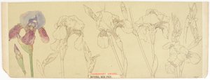 Botanische studies, 1900-30 door James Atherton