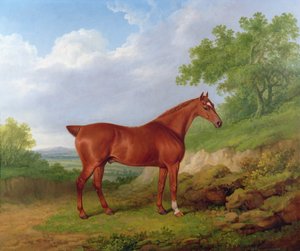 Kastanjebruine jager in een landschap