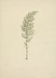 Arundinaria alpina K. Schum. (Afrikaanse bamboe): afgewerkte tekening van gewoonte met wortels door James Bruce