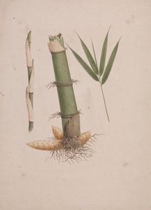 Arundinaria alpina K. Schum. (Afrikaanse bamboe): afgewerkte tekening van secties van stengel en scheut met bladeren door James Bruce