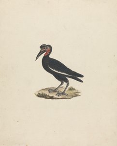 Bocorvus abyssinicus (Abyssinische Grondneushoornvogel) door James Bruce