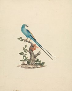 Coracias abyssinicus (Abyssinische roller) door James Bruce