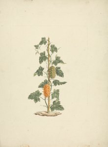 Cucumis metuliferus Naud (wilde komkommer): afgewerkte tekening door James Bruce