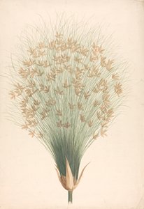 Cyperus papyrus L. (Papyrusriet): afgewerkte tekening van bloeiwijze