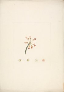 Euphorbia nubica N.E. Br. (Nubische wolfsmelk): afgewerkte tekening van bloeiende en vruchtende scheut, met details van bloemdissecties