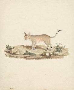 Felis caligata (laarslynx) door James Bruce