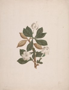 Gardenia ternifolia Schum. & Thonn. (Wilde Gardenia): afgewerkte tekening