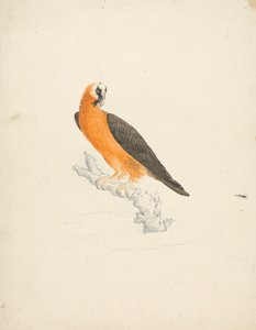 Gypaetus barbatus (Baardgier)