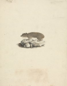 Heterohyrax brucei (Geel-gevlekte Rotsklipdas) door James Bruce