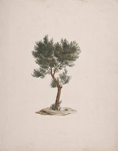 Juniperus procera Endl. (Afrikaanse potloodceder): afgewerkte tekening van de boom door James Bruce