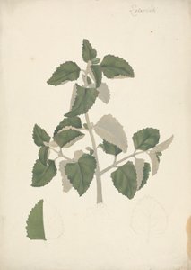 Labiatae (onbepaalde soort): afgewerkte tekening van een bladrijke scheut, zonder bloemen
