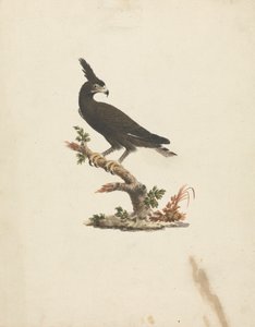 Lophaetus occipitalis (Langkuifarend) door James Bruce