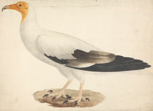Neophron percnopterus (Egyptische gier) door James Bruce