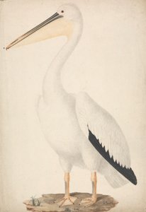 Pelecanus onocrotalus (Grote witte pelikaan) door James Bruce