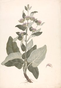 Phlomis herba-venti L. : afgewerkte tekening